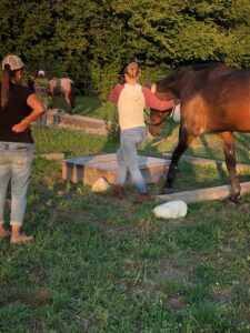 Horsetrail 2025 in Roggwil – Teilnehmerin führt Pferd über Naturhindernis