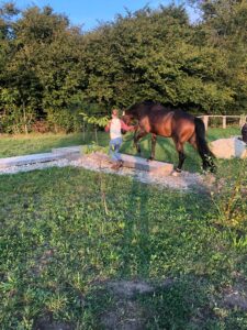 Horsetrail 2025 in Roggwil – Teilnehmerin führt Pferd über Naturhindernis