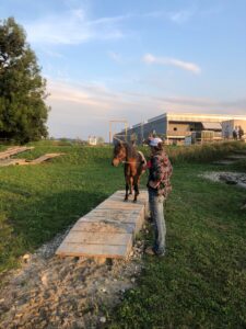 Horsetrail 2025 in Roggwil – Pferd balanciert auf einem Holz-Hindernis