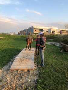 Horsetrail 2025 in Roggwil – Pferd balanciert auf einem Holz-Hindernis