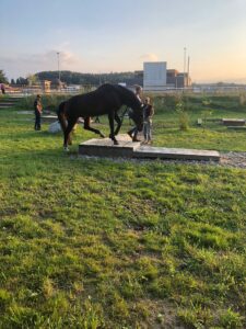 Horsetrail 2025 in Roggwil – Teilnehmerin führt Pferd über Naturhindernis