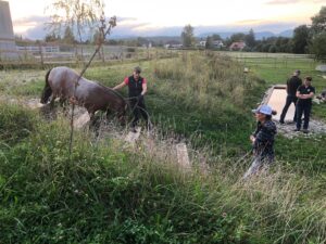 Horsetrail 2025 in Roggwil – Teilnehmerin führt Pferd über Naturhindernis