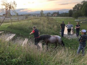 Horsetrail 2025 in Roggwil – Teilnehmerin führt Pferd über Naturhindernis